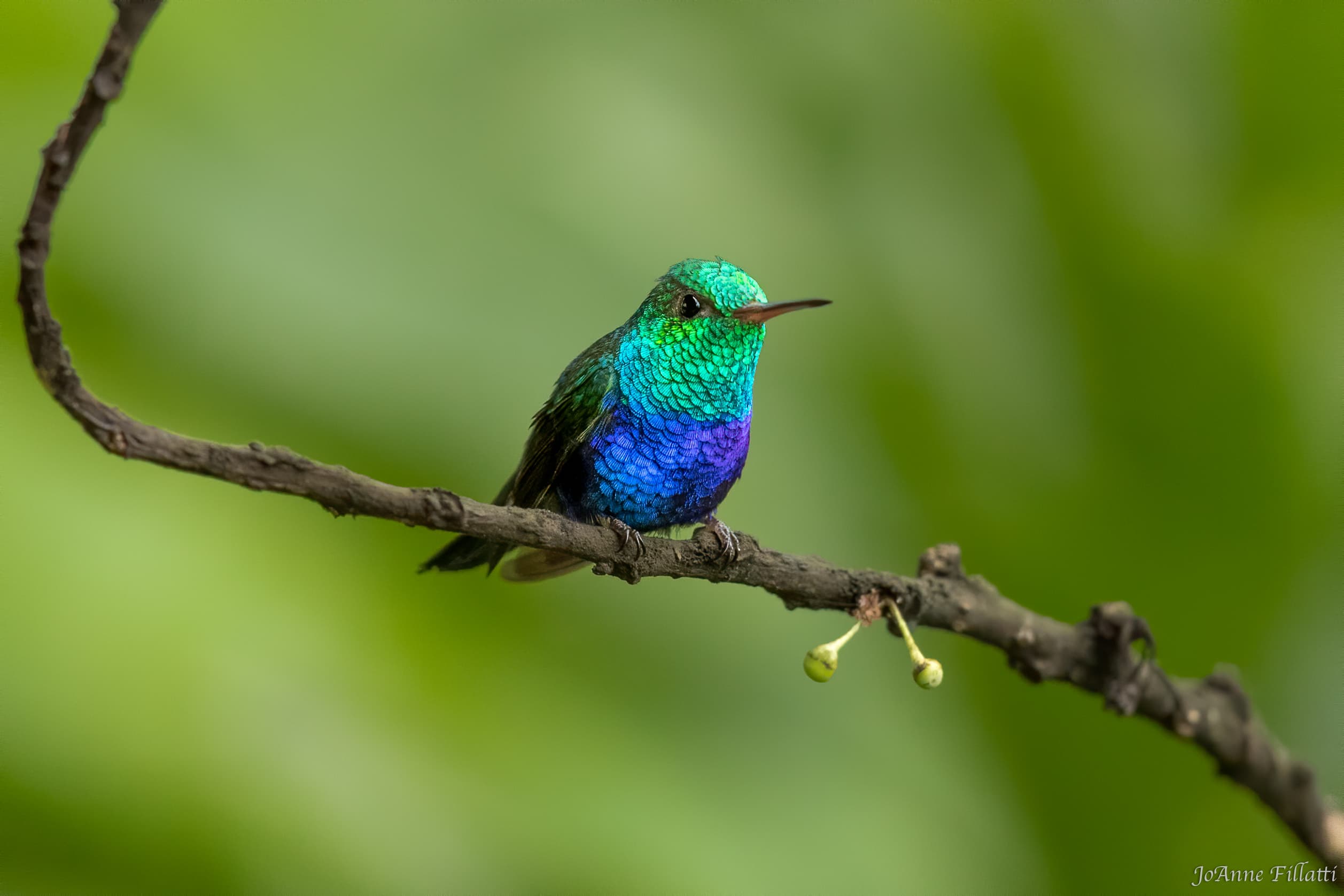 bird of ecuador image 20